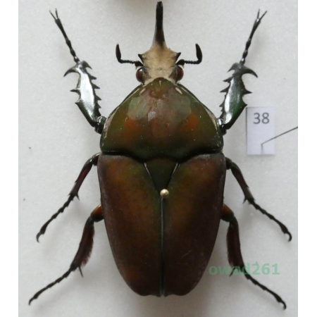 Mecynorhina ugandensis (Moser, 1907) male ex. ovo Uganda38